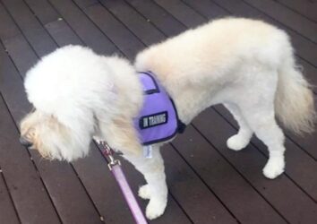Goldendoodles As Service Dogs