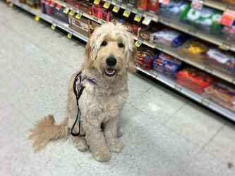 Goldendoodles As Service Dogs