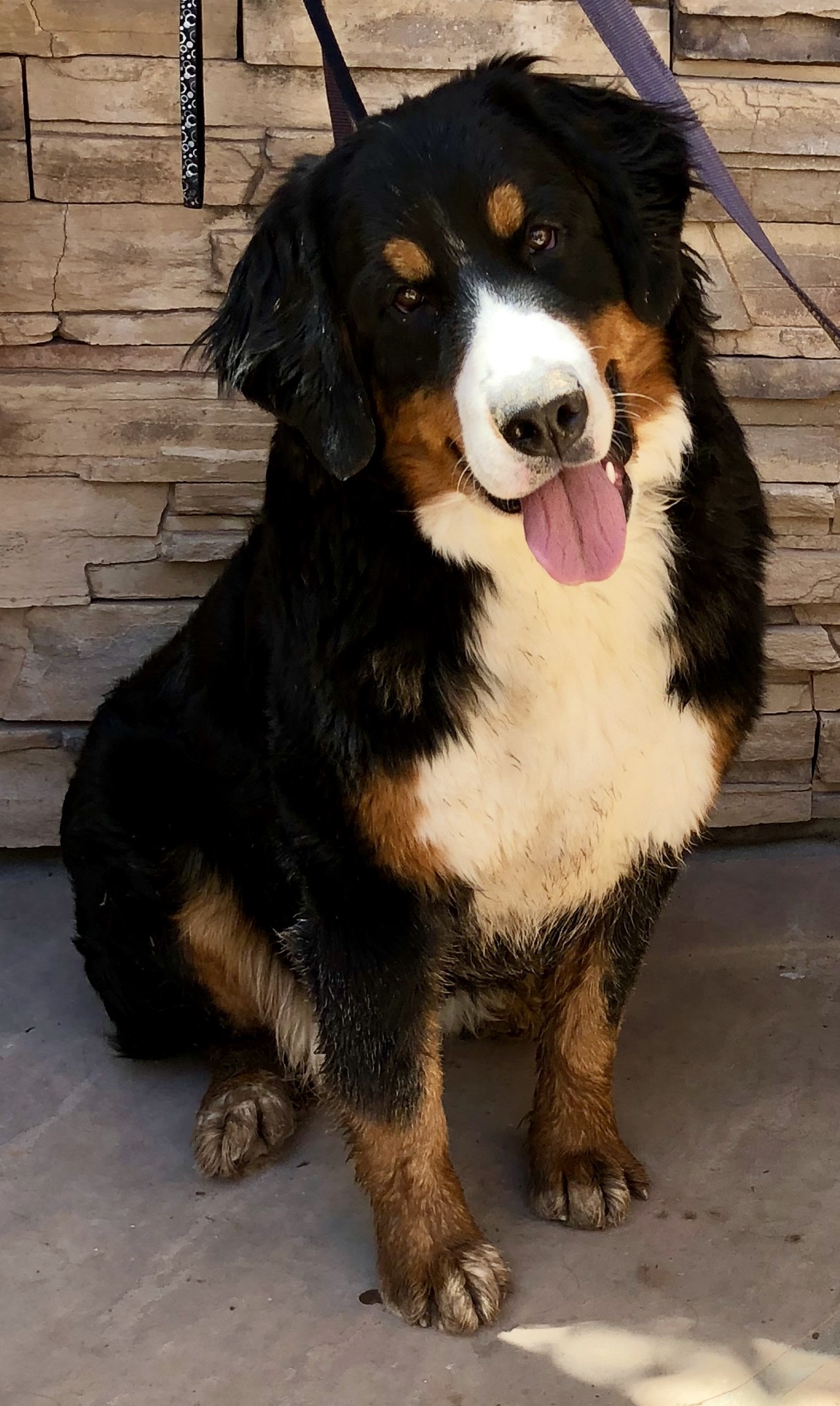 Our Bernese Mountain Dog Moms