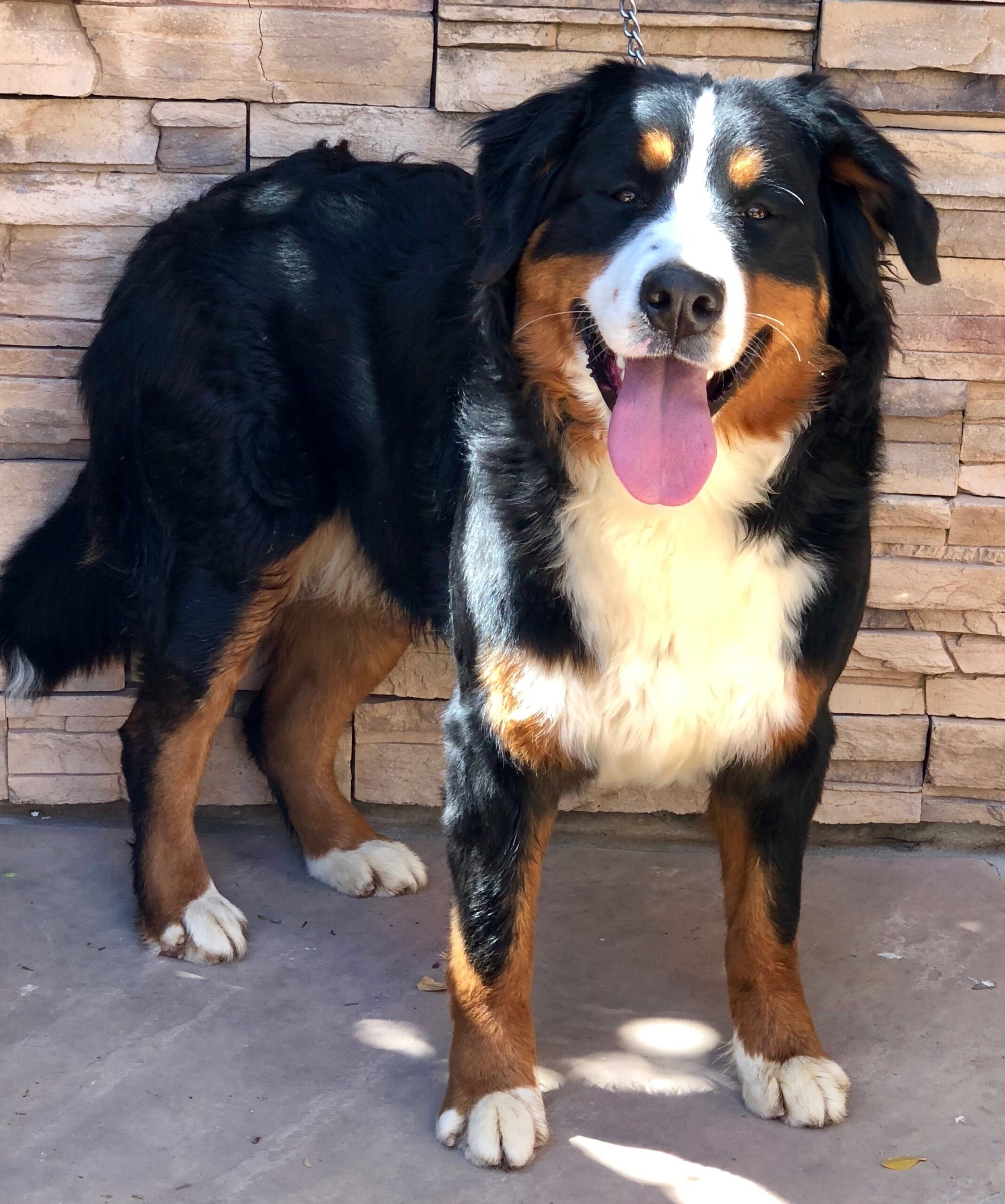 Our Bernese Mountain Dog Moms